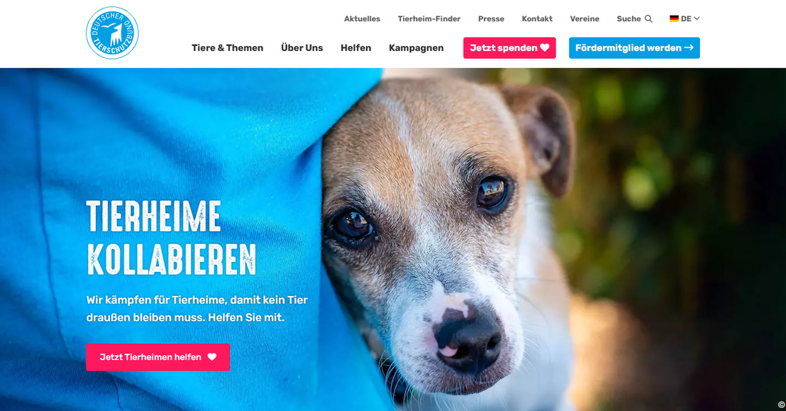Hund und Katze in einem Tierheim werden versorgt